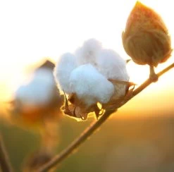 Air Wick Freshmatic Automatische Spray Luchtverfrisser - Pure Zachtheid Van Katoen Navulling - 3 Stuks - Voordeelverpakking 12 Air Wick Freshmatic Automatische Spray Luchtverfrisser - Pure Zachtheid Van Katoen Navulling - 3 Stuks - Voordeelverpakking -Schoonmaakartikelen Winkel 1200x1183 8