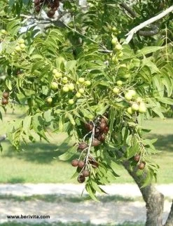 Wasnoten Start 150gr Met Waszakje - Zeepnoten - Natuurlijk Wassen 12 Wasnoten Start 150gr Met Waszakje - Zeepnoten - Natuurlijk Wassen -Schoonmaakartikelen Winkel 920x1200