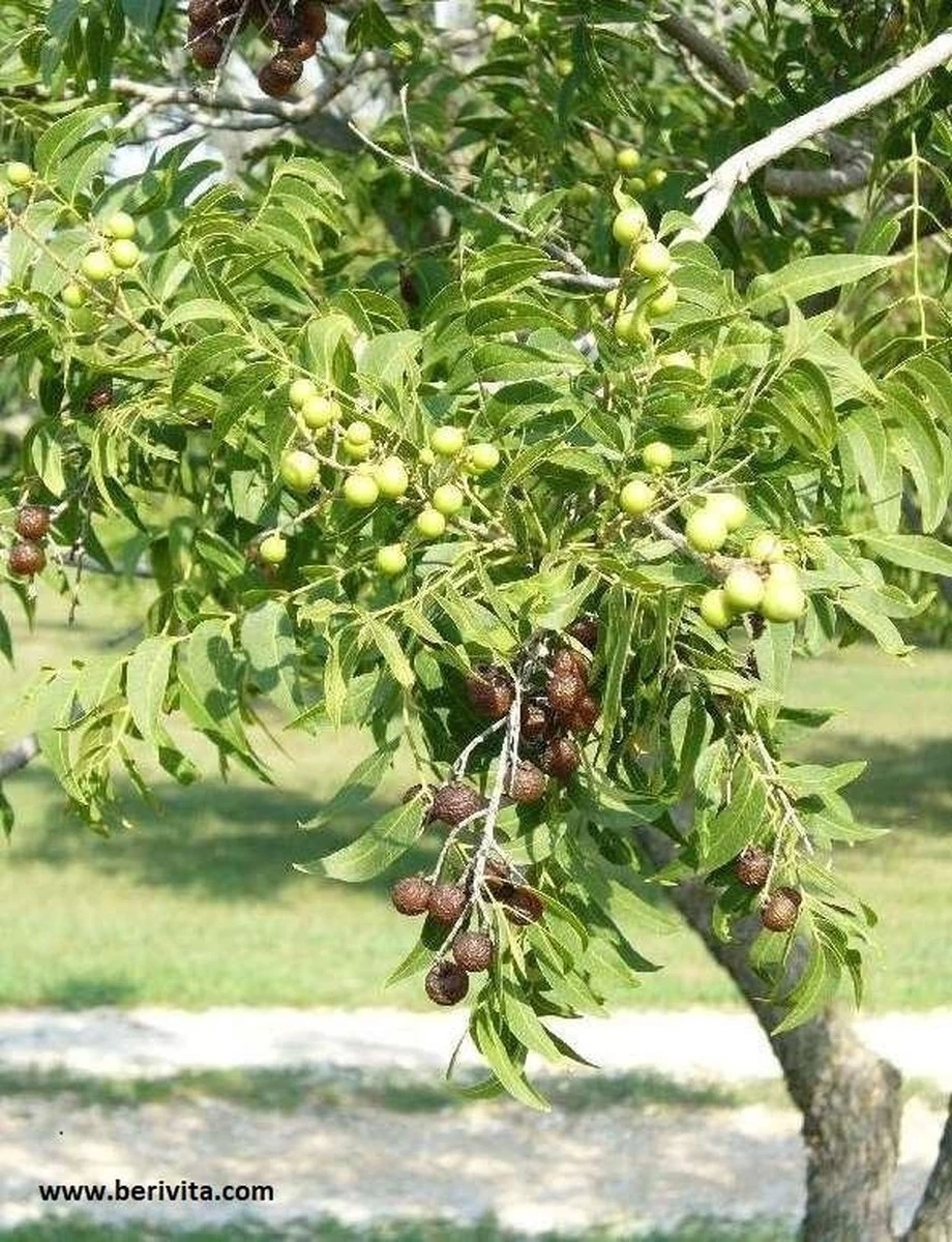 Wasnoten Start 150gr Met Waszakje - Zeepnoten - Natuurlijk Wassen 6 Wasnoten Start 150gr Met Waszakje - Zeepnoten - Natuurlijk Wassen - Afbeelding 4